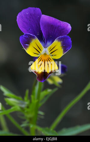 Wild pansy / heartsease / cuore la facilità / delizia del cuore / tickle-my-fancy (Viola tricolore) in fiore Foto Stock
