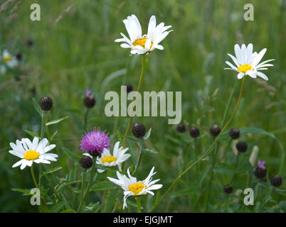 Oxeye margherite e zizze in habitat naturale di fiori selvatici Foto Stock