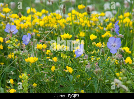 Cranesbill e uccelli di Trifoglio del piede in habitat naturali Foto Stock