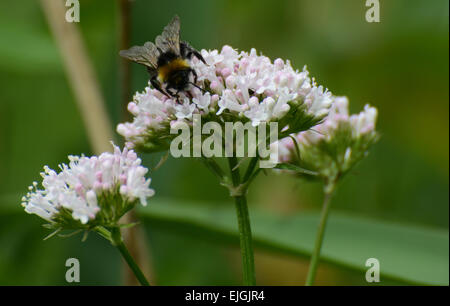 Primo piano di buff tailed bumblebee su testa di fiore selvatico e con fuori fuoco sfondo verde Foto Stock