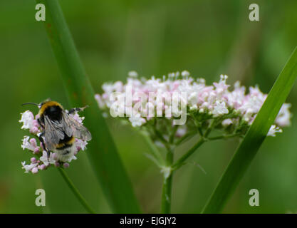 buff ha tailed il bumblebee visto in primo piano su una testa di fiore selvatico e con un verde fuori di fondo di fuoco Foto Stock