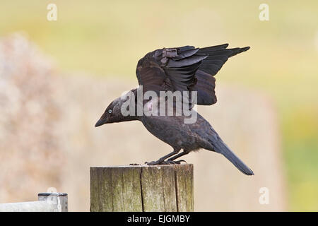 La Cornacchia eurasiatica (Corvus monedula) adulto in piedi sul post e stretching ali, Norfolk, Inghilterra Regno Unito Foto Stock