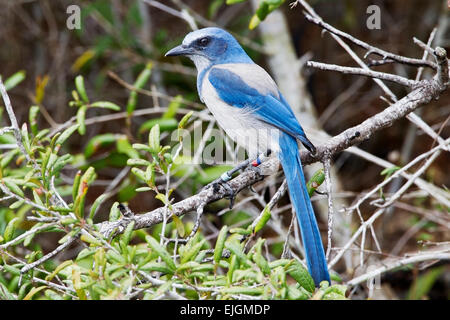 Florida Scrub Jay (Aphelocoma coerulescens) adulto indossando le bande scientifica, arroccato nella vegetazione, Florida, Stati Uniti d'America Foto Stock