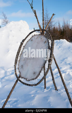 Beaver pelt stretching, Cree Comunità Indigene , nel nord della Baia di James Quebec Foto Stock