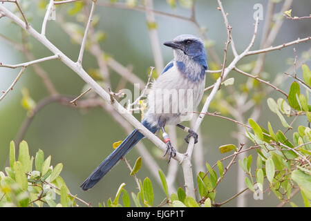 Florida Scrub Jay (Aphelocoma coerulescens) adulto indossando le bande scientifica, arroccato nella vegetazione, Florida, Stati Uniti d'America Foto Stock