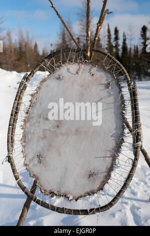 Beaver pelt stretching, Cree Comunità Indigene , nel nord della Baia di James Quebec Foto Stock