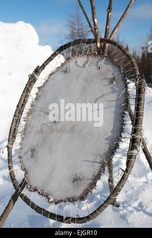 Beaver pelt stretching, Cree Comunità Indigene , nel nord della Baia di James Quebec Foto Stock