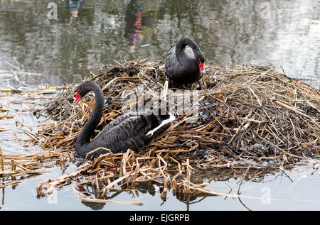 Una coppia di cigni neri facendo un nido Regents Park London REGNO UNITO Foto Stock