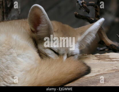 Primo piano di un nord africana di Fennec Fox (Fennecus zerda) prendendo un pisolino Foto Stock