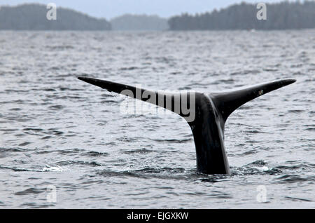 Balena Grigia pinna caudale passera nera in aria prima immersione profonda Foto Stock