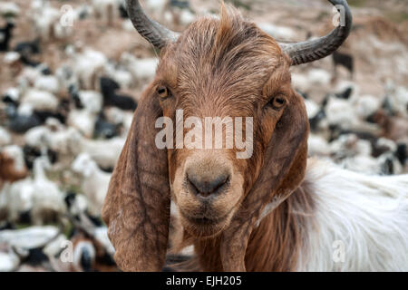 Barbuto ritratto di capra close up Foto Stock