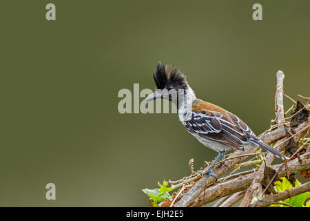 Nero-crested Antshrike (Sakesphorus canadensis) maschio a ora o mai Village, Mahaicony, Guyana Foto Stock