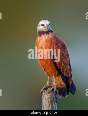 Black Hawk a collare (Busarellus nigricollis) lungo con la strada a metà albero, Mahaicony, Guyana Foto Stock