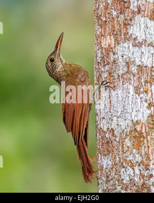 Bloccate amazzonica Woodcreeper (Dendrocolaptes certhia) arrampicarsi un albero a Pandama Ritiro, Madewini, Guyana Foto Stock