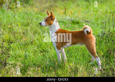 Carino Basenji cane - guida della truppa nel selvaggio autunnale di erba. Foto Stock