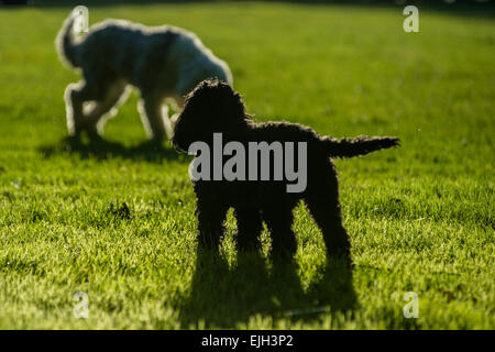 Un cucciolo nero corre in un campo del sole Foto Stock