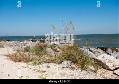 Jetty e erba di mare lungo il litorale Dauphin Island Alabama Foto Stock