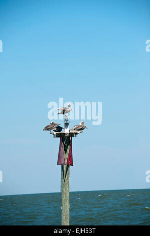 Tre pellicani appollaiato su un marcatore di boa nel Golfo del Messico Foto Stock
