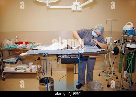 Una femmina di piccoli animali assistente veterinario prepara per aiutare il neutro di un giovane Epagneul Breton cane in una sala operatoria in un Foto Stock