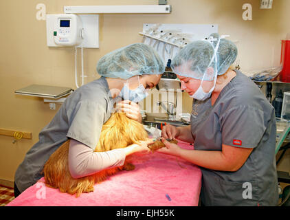 Una femmina di piccoli animali assistente veterinario prepara per aiutare il neutro di un giovane Epagneul Breton cane in una sala operatoria in un Foto Stock