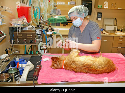 Una femmina di piccoli animali assistente veterinario prepara per aiutare il neutro di un giovane Epagneul Breton cane in una sala operatoria in un Foto Stock