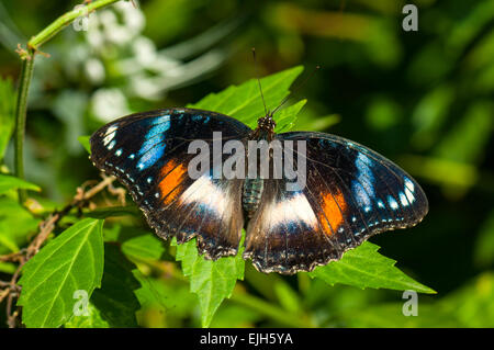 Eggfly comune Butterfly, Hypolimnas bolina presso lo Zoo di Melbourne Foto Stock