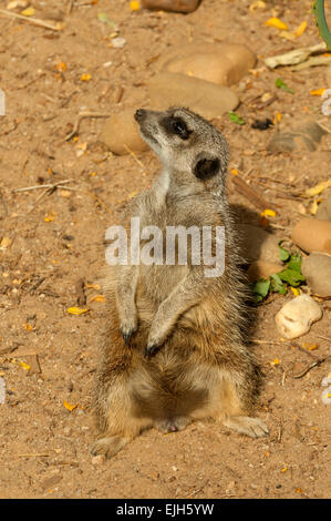 Meerkat, Suricata suricatta a Werribee Zoo aperto Foto Stock