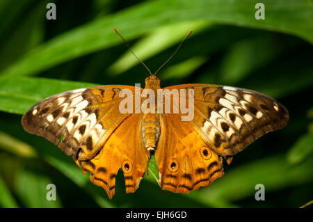 Dipinto di Lady Butterfly, Vanessa kershawi presso lo Zoo di Melbourne Foto Stock