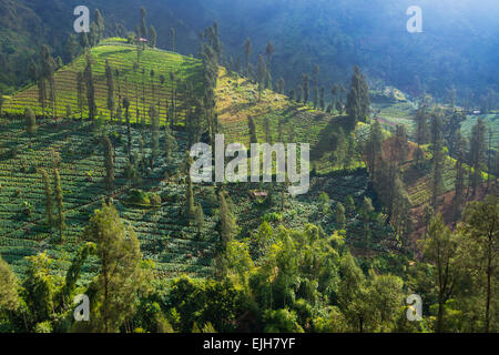 Terreni agricoli nei pressi di Tengger Semeru National Park, East Java, Indonesia Foto Stock