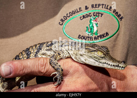 Johannesburg Sud Africa, Croc City Crocodile & Reptile Park, fattoria, bambini piccoli bambini, SAfri150305037 Foto Stock