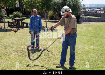 Johannesburg Sud Africa, African Croc City Crocodile & e Reptile Park, fattoria, neri neri africani africani minoranza etnica, adulti uomini uomini maschi, Foto Stock