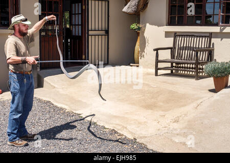 Johannesburg Sud Africa, Croc City Crocodile & Reptile Park, fattoria, uomo uomini maschio, lavoratori dipendenti lavoratori dipendenti personale di lavoro, gestore di animali, naturalista, azienda Foto Stock