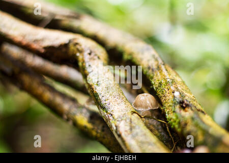 Funghi selvatici che crescono su TWISTED LIANA nella giungla ecuadoriana Foto Stock