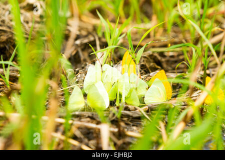 Gruppo di farfalle giallo sul terreno in Amazzonia ecuadoriana Foto Stock