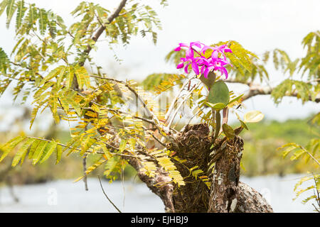 Orchidea viola in Amazzonia ecuadoriana Jungle Foto Stock