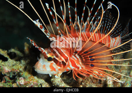 Close-up di un Leone Spotfin (Pterois Antennata), South Ari Atoll, Maldive Foto Stock