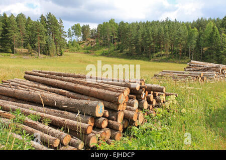 Paesaggio rurale con pali di log in una giornata di sole dell'estate. Foto Stock