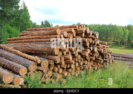 Paesaggio rurale con una pila di registri di pino in estate. Foto Stock