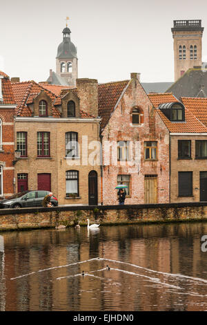 Swan e anatre, canal davanti a Bruges, Belgio Foto Stock