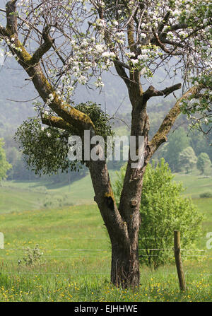 Vischio europeo (Viscum album), parassita, Modenbachtal, sud del Palatinato, Palatinato, Renania-Palatinato, Germania Foto Stock