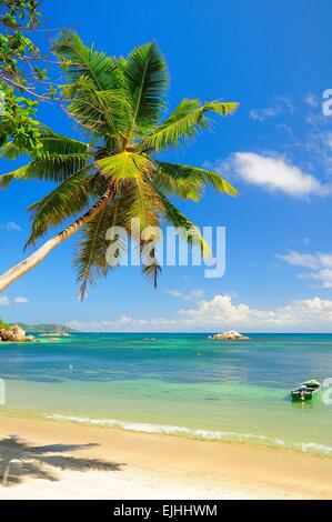 Palm tree Anse Lazio beach, l'Isola di Praslin, Seicelle Foto Stock