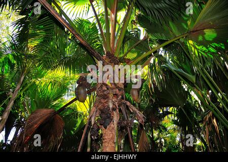 Mare, cocco coco de mer (Lodoicea maldivica), Riserva Vallee de Mai, sito patrimonio mondiale dell'UNESCO, l'Isola di Praslin Foto Stock