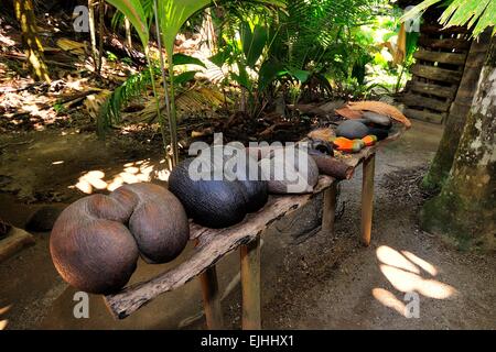 Mare, cocco coco de mer (Lodoicea maldivica), Riserva Vallee de Mai, sito patrimonio mondiale dell'UNESCO, l'Isola di Praslin Foto Stock