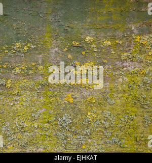 Modello di moss in sfumature di verde su legno vecchio Foto Stock