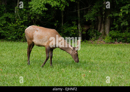 Elk nel Parco Nazionale di Great Smoky Mountains Foto Stock