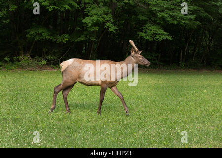 Elk nel Parco Nazionale di Great Smoky Mountains Foto Stock