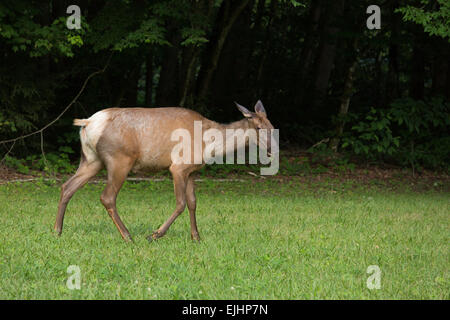 Elk nel Parco Nazionale di Great Smoky Mountains Foto Stock