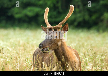 Elk nel Parco Nazionale di Great Smoky Mountains Foto Stock