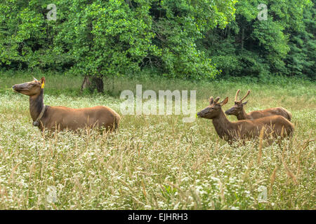 Elk nel Parco Nazionale di Great Smoky Mountains Foto Stock