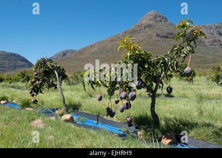 Alberi di mango (Mangifera indica), sensazione di varietà coltivati biologicamente con irrigazione, Cederberg, Western Cape, Sud Africa Foto Stock